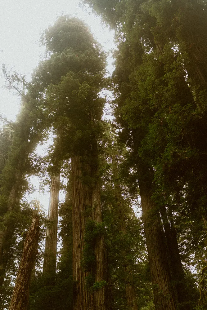 Towering redwood trees