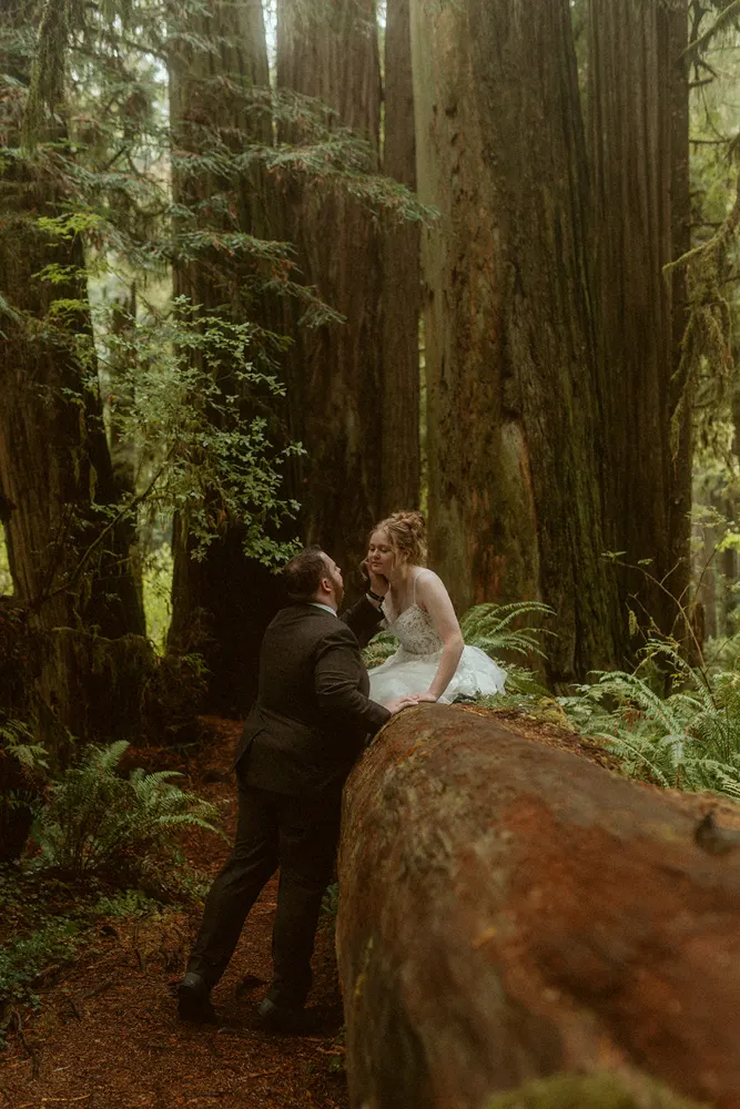 Wandering through the redwood forest