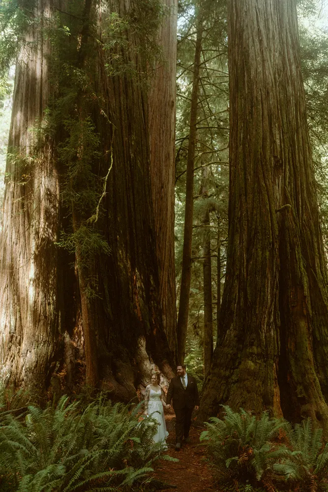 Sunlight through the redwoods